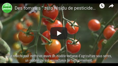 zrp-tomate