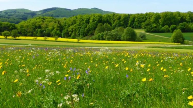 Les atouts de la diversité végétale pour la biodiversité, l’agriculture et le tourisme