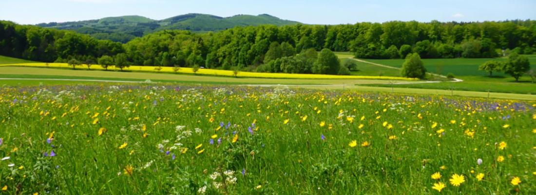 Prairie-Gaetane-Le-Provost.jpg