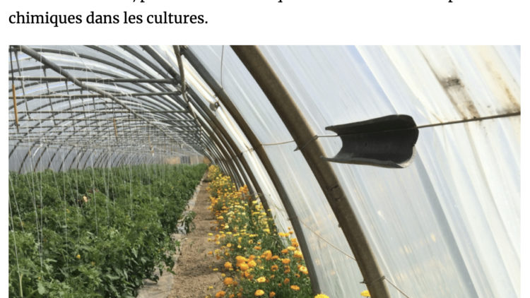 Impossible de se passer des pesticides, vraiment ? Les experts de l’Inrae prouvent que l’on peut cultiver autrement.
